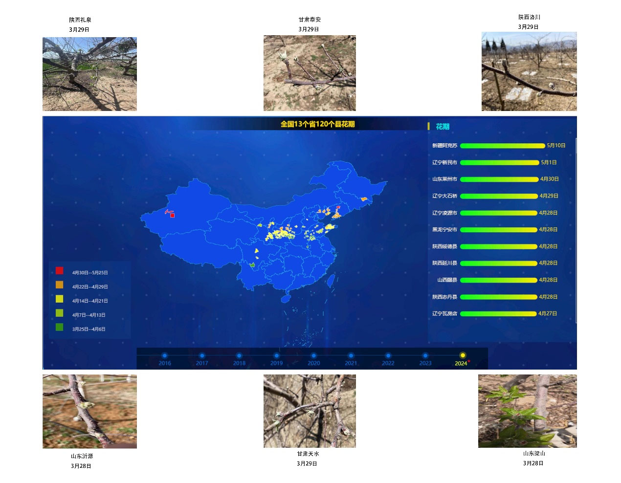 2024年全國蘋果樹預計始花期時間和部分產區實拍圖 