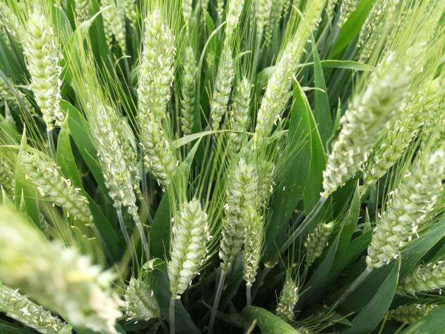 河南小麥揚花期苗情向好 科技助力產糧大省扛穩糧食安全重任