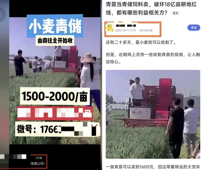 農(nóng)業(yè)農(nóng)村部相關(guān)司局負責人回應(yīng)網(wǎng)傳小麥青貯問題