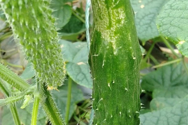 無刺小黃瓜薊馬發生嚴重，怎樣防治比較好