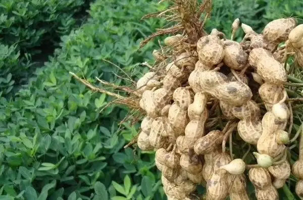 掌握六項栽培要點 保障花生穩產高產