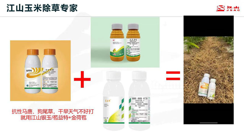 天氣干旱 玉米田超好用的除草劑方案推薦！除草干凈，不傷苗！
